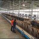 다우한우농장 이미지