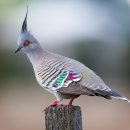 머리깃비둘기 [관모비둘기, Crested pigeon (Ocyphaps lophotes)] 이미지