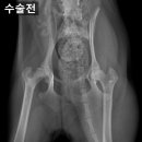 진천동물병원