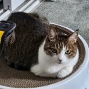 털복숭폼 | 2024년 6월