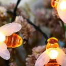 꿀벌(Honey B 이미지