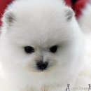 오늘의 강아지 이미지