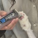 소중하냥 이미지