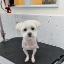 올치유치원 이미지