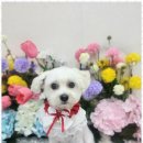 오늘도,예쁘개 이미지