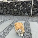 볼수록제주