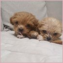 플랜멍 강아지분양 포항점 | 포항강아지 분양 플랜멍에서 건강한 멍멍이 만났어요 행복한 반려생활 시작