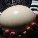 영광타조농장 이미지