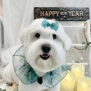 오도르봉 이미지