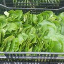 바구니 식당 이미지