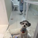 덴탈링크 | 강아지덴탈껌 말랑 쫄깃 츄잉 치석제거껌 굿포펫 엔자이츄 후기