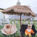 쎄이펜션