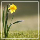 능  실 | 四字成語 총정리 <ㄴ> 240 능지처사~능효능제