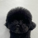 행복하게 해줄개 이미지