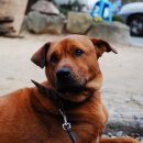 속리산아래민박 이미지