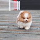 러블릿캔넬 이미지