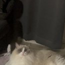 영현목장 이미지