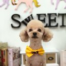 스위티독 이미지