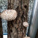 버섯마루 이미지