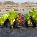 철수농장 이미지