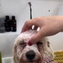 미코 그루밍 이미지