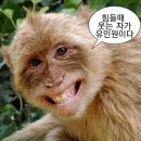 수hair