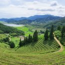 보성녹돈삼합 | 보성 다향아트밸리 녹돈삼합 후기와 너무 예쁜 보성 차밭 전망대