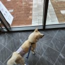 개미애견미용실 이미지