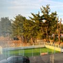 퍼피짱 | 강릉 애견동반여행, 애견동반 숙소 펜션 퍼피풀빌라 201호