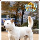 몽실이 이미지