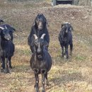 진안보어농장 이미지