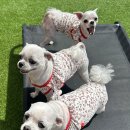 놀러오개 애견유치원 애견호텔 동대문점 이미지