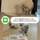 강아지 배변훈련 토이펫 누기패드 씻어쓰는 배변패드 집사 삶의 질 상승템