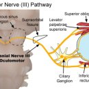 연세바른안과의원 이미지
