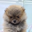 퍼피루미 옥정점 이미지