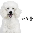 아라참 간식