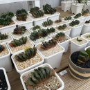 선인농장 이미지