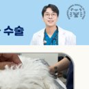 호랑이 동물병원 이미지