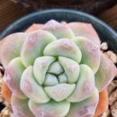 콩이네다육이
