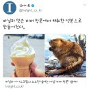 바닐라 아이스크림의 고소한 냄새는 사실 &#39;비버 항문&#39; 냄새다 이미지