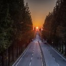 기지시 메타세콰이아 이미지