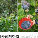 베리민박