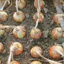 노평 농장 이미지