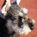 우성동물병원 이미지