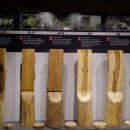 금강송테마전시관 이미지