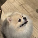 행복드림 | 제이드림 서포터즈 10기 해단식 후기 : 삼성동 맛집 조인바이트에서의 행복한 마무리