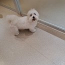 멍치원 | 부산애견호텔 친절한 멍치원 다녀온 후기