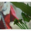 [돌잔치전문사회자야무진신MC] 11년 2월 26일 토 - 청주 라헨느 웨딩, 김다봄 공주님♡ 이미지