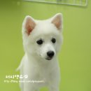 퍼피앤유 이미지