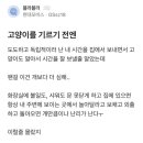 고양이를 기르기 전엔 고양이도 알아서 시간을 잘 보낼줄 알았는데 이미지